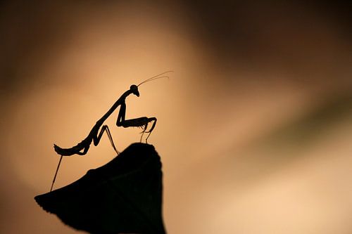 Silhouet van een bidsprinkhaan