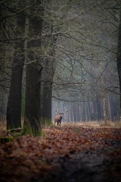 Koning van het Bos van JMVnature