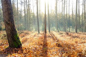 Schattenlinien im Wald
