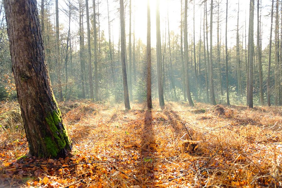Shadow lines in the forest