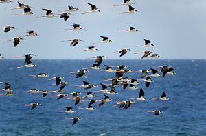 Fregattvögel auf Curaçao