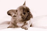 French bulldog