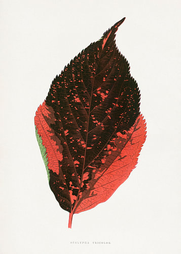 Illustration eines Acalypha-Tricolor-Blattes