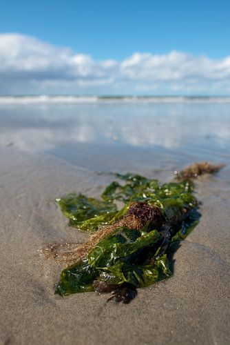 Schiermonnikoog – Finds at low tide