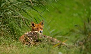 Fuchs