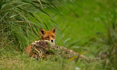 renard