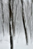 Jonge bomen in de sneeuw