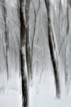 Jonge bomen in de sneeuw van Oliver Lahrem