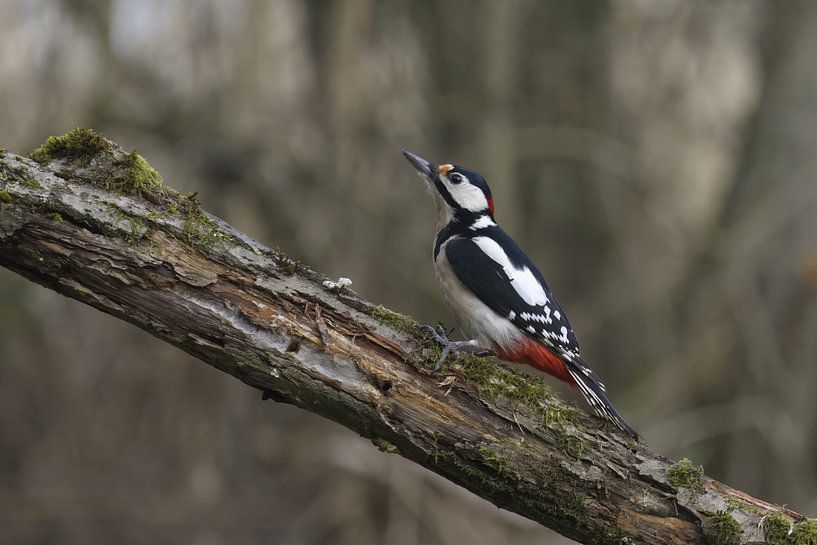 Pic épeiche par fb-fotografie