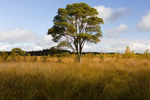 ''De Eenzame'' von Harmjan de Vries