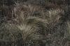 Grassen in de duinen van Marleen Dalhuijsen thumbnail