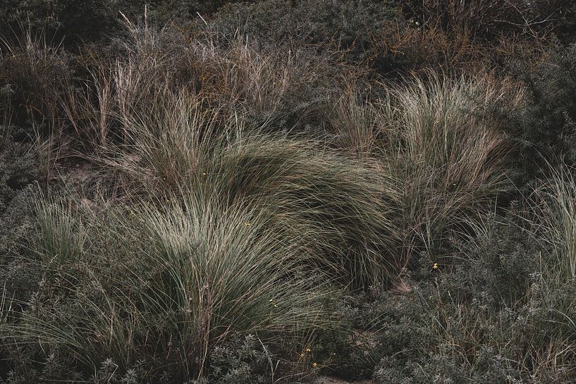 Grassen in de duinen van Marleen Dalhuijsen