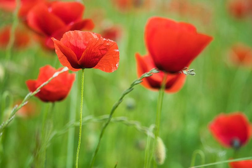 Rotes Mohnblumen Feld von Martin Köbsch