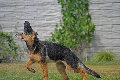 Shepherd dog (puppy) playing with water from garden hose