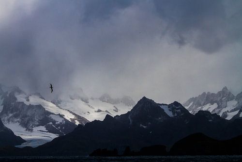 Albatros vliegend boven de oceaan bij South Georgia