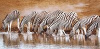 Zebras im Etosha-Nationalpark, Namibia von W. Woyke Miniaturansicht