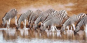 Zebra's in Etosha National Park, Namibië van W. Woyke