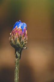 Corn Flower by E Harsono