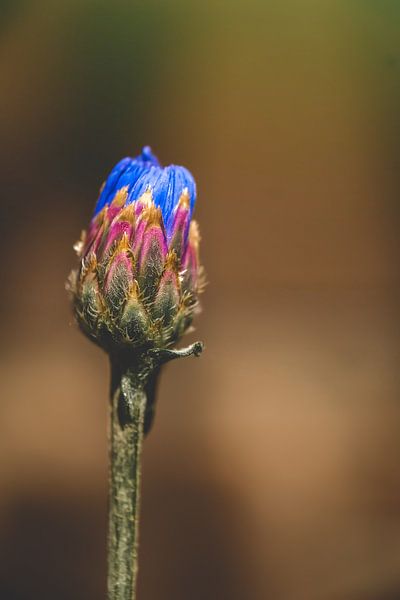 Corn Flower by E Harsono