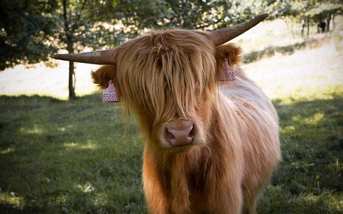 Schotse Hooglander
