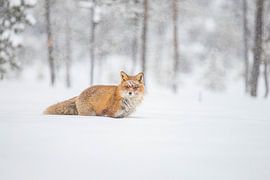Vulpes vulpes, Fuchs im Schnee