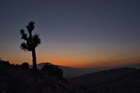 Joshua Tree