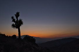 Joshua Tree by Davey Loos