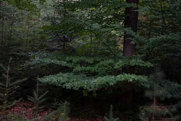 Lumière d'automne dans la forêt (5) sur Bo Scheeringa Photography