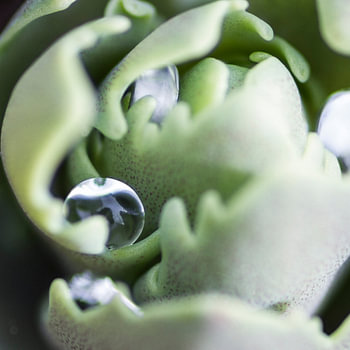 Sedum met waterdruppel