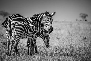 Zebra by Ingrid van Wolferen