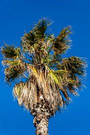 Taube und Palme von Dieter Walther
