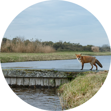 Vos in de duinen van Menno Schaefer