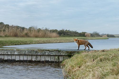 Vos in de duinen