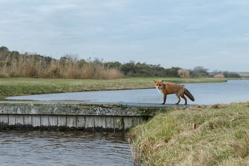 Red fox in nature par Menno Schaefer