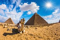 Kamel in der Wüste von Günter Albers Miniaturansicht