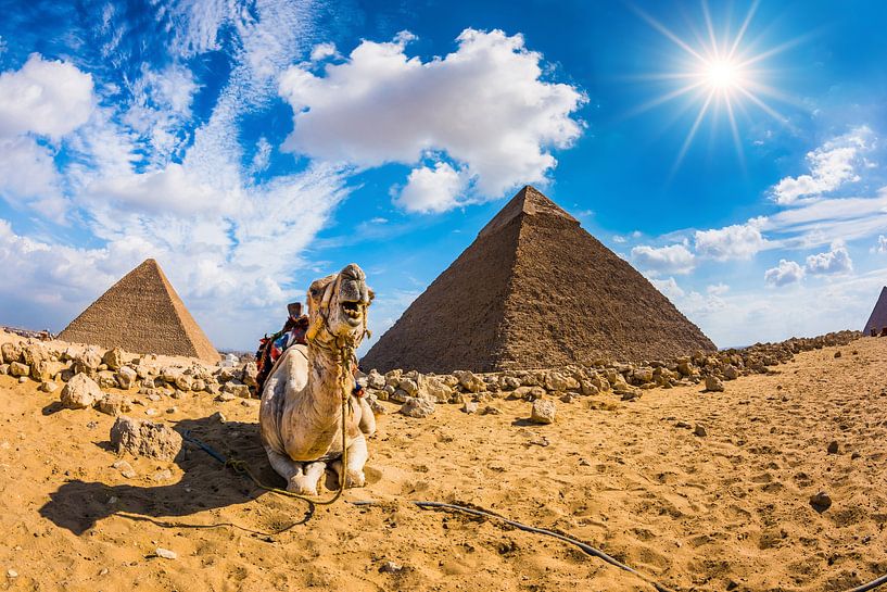 Kamel in der Wüste von Günter Albers