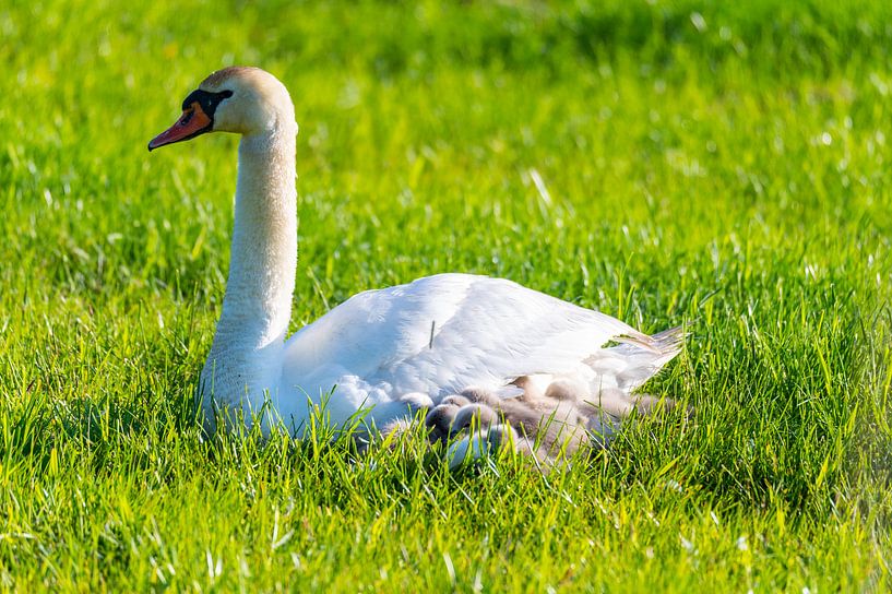 A family of swans rests in a mown field, the two parents tending to their little ones, who snuggle u by Matthias Korn