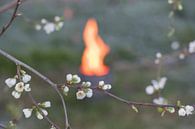 Cerisier à pot de feu par Moetwil en van Dijk - Fotografie Aperçu