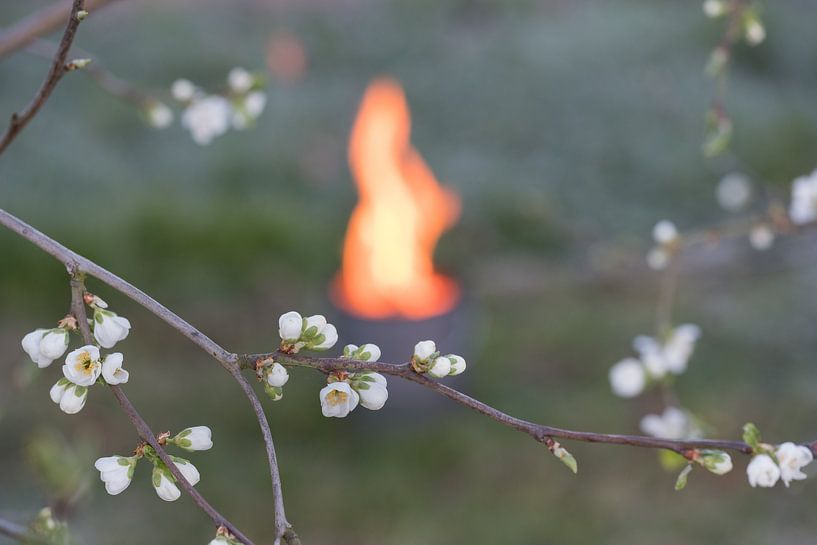 Cerisier à pot de feu par Moetwil en van Dijk - Fotografie