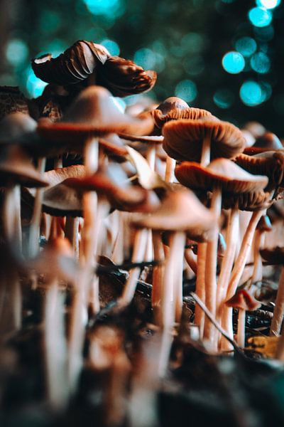 Champignons par Lotte Grit