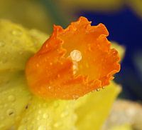 Narcis bloemkelk met druppeltjes