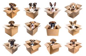 Pappkartons mit isolierten Hundewelpen auf weißem Hintergrund, Ausschnitt