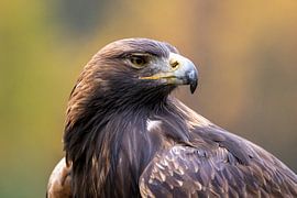 Portrait d'un aigle royal sur Teresa Bauer