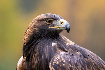 A portrait of a golden eagle by Teresa Bauer