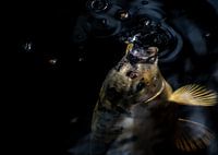 Golden Happening Koi Carp