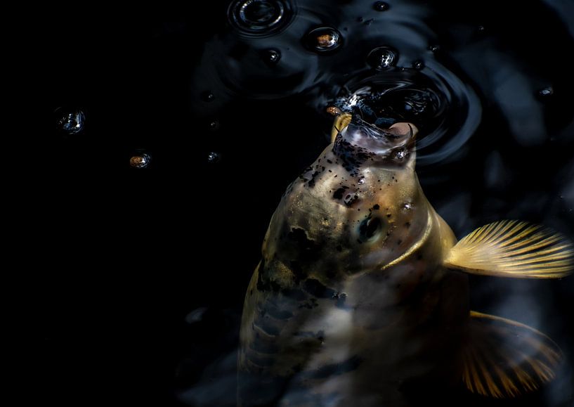 Golden Happening Koi Carp by Xenia Blair