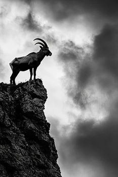 Der einsame Gipfelstürmer