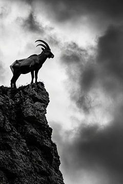 Der einsame Gipfelstürmer von Poster Art Shop