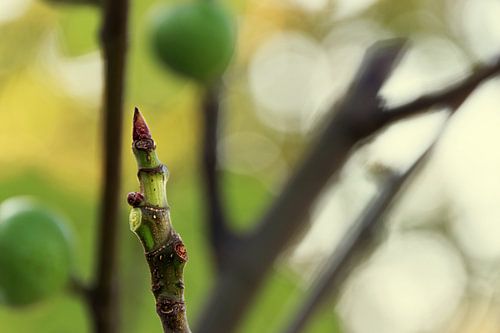 Vijgenboom knop