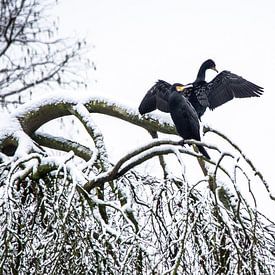 Cormorant pair in the treetops of the snow-covered Boetzelaer Park by wil spijker